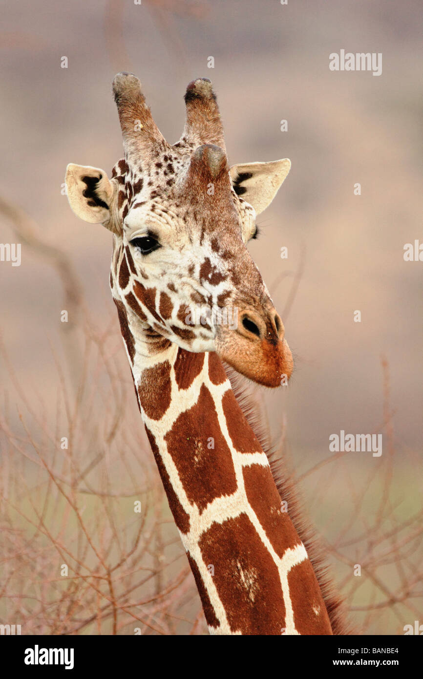 Close up view of Reticulated giraffe in Samburu National Reserve Kenya Stock Photo