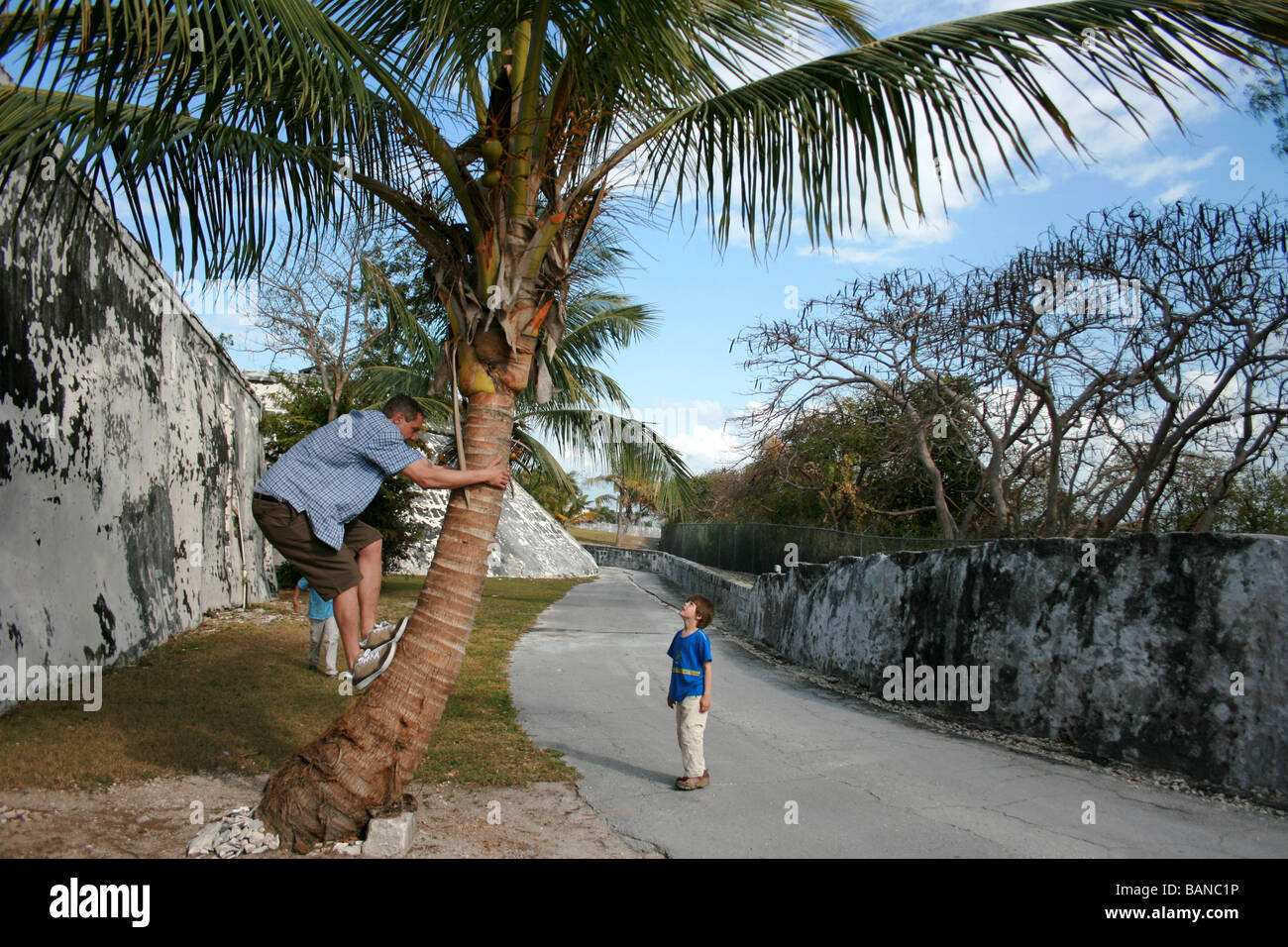 man climbing a tree to pick a coconut for his son, who is watching from below, The Bahamas Stock Photo