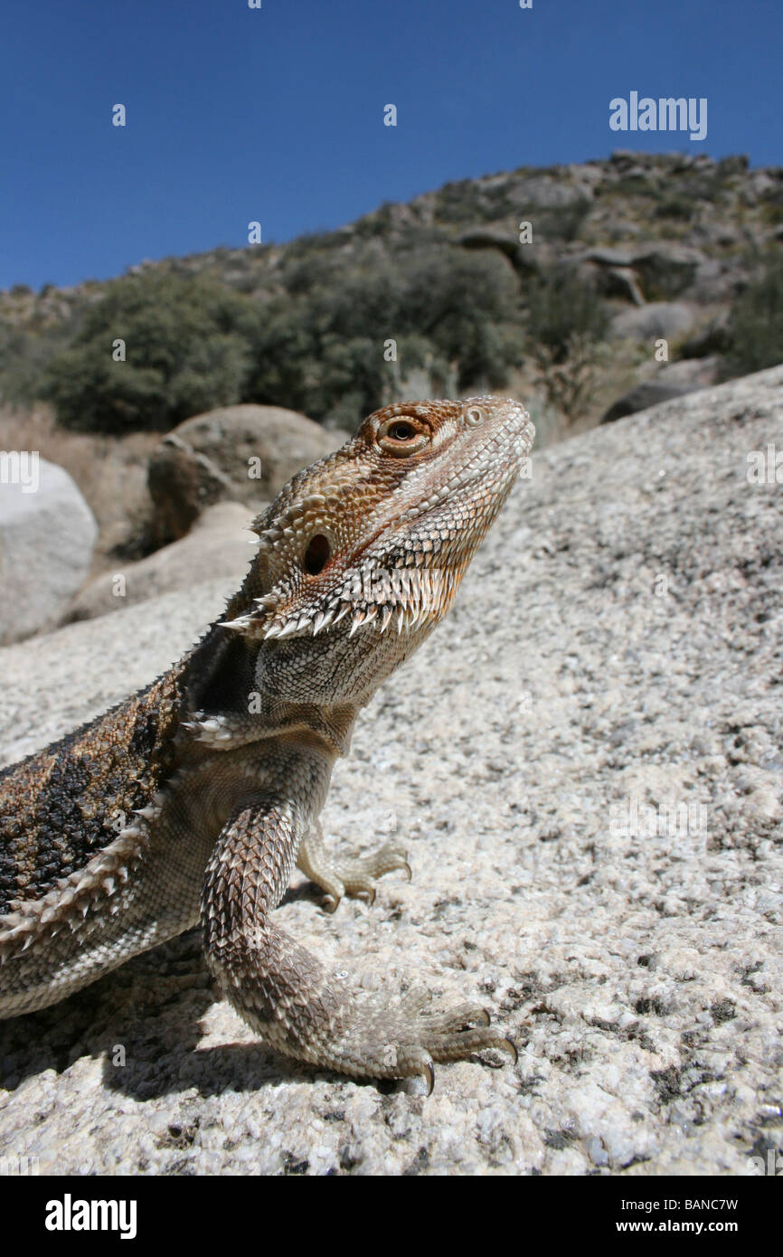 Bearded dragon basking on rock hires stock photography and images Alamy