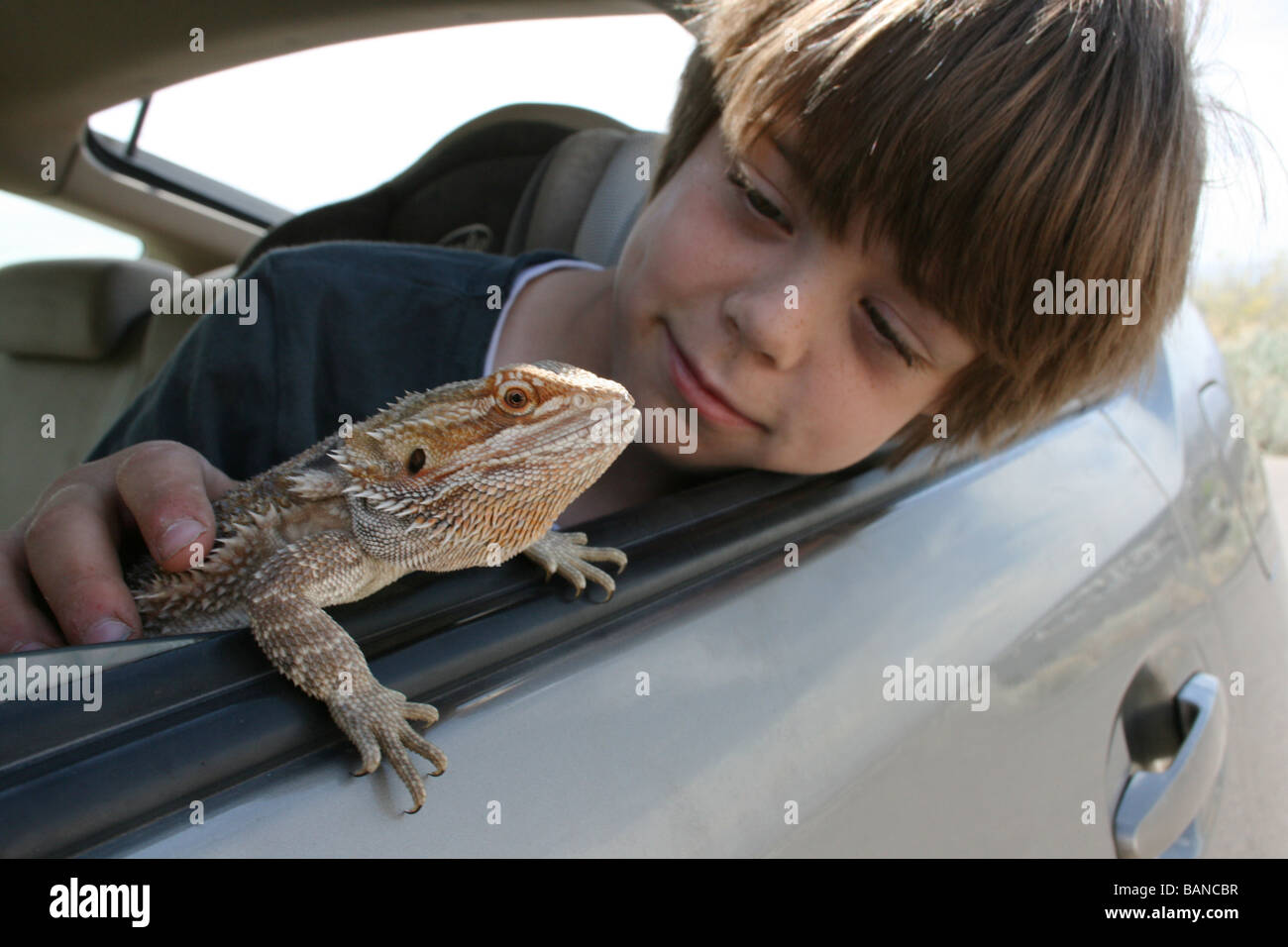 child with pet bearded dragon hanging out of car, looking at the view, traveling with lizard Stock Photo