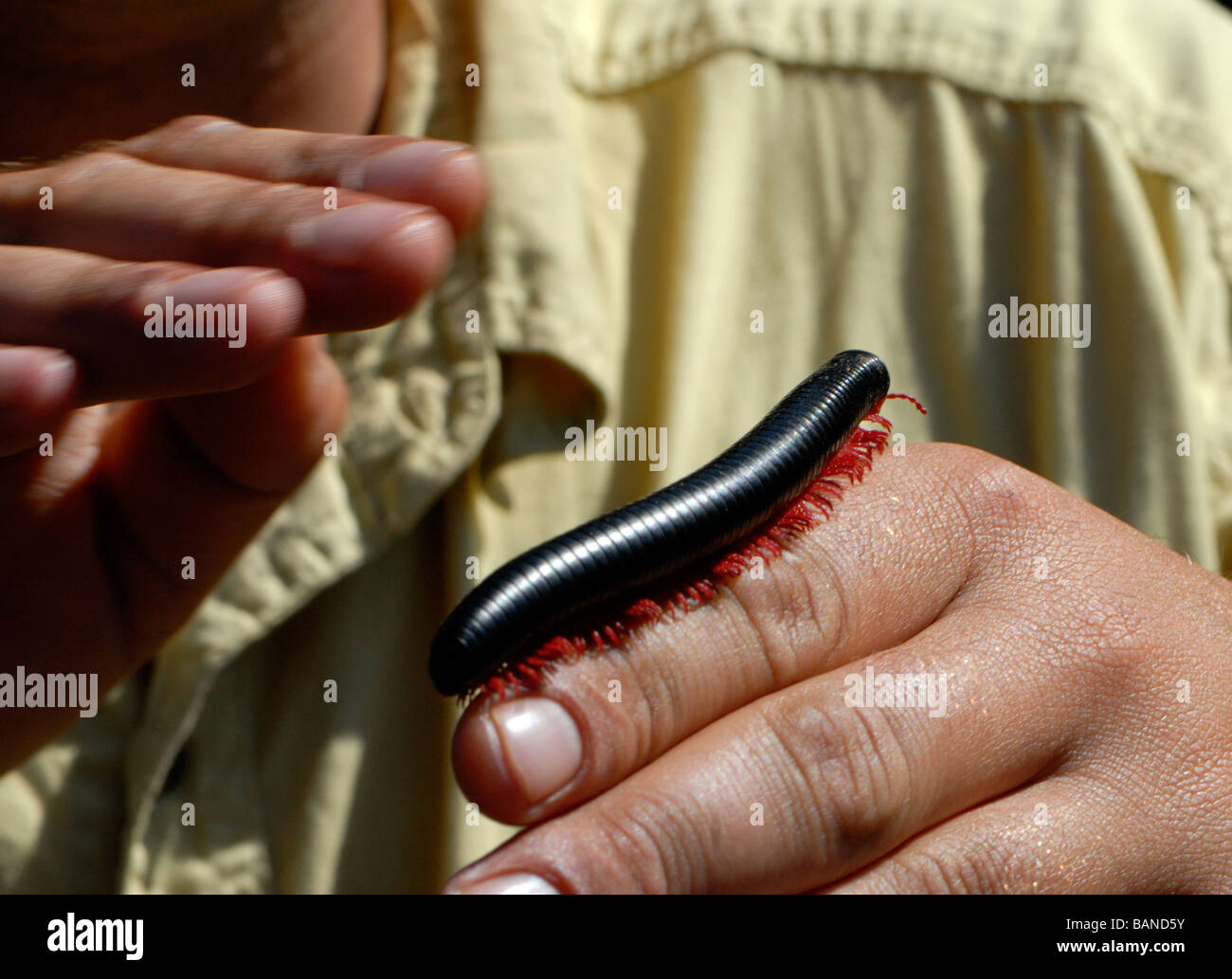 A guide holds a finger sized millepede (Order: Juliformia) with numerous red legs. Stock Photo