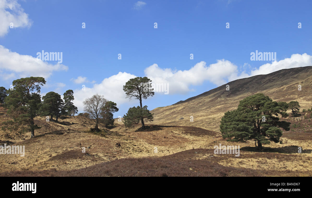 Scots Pines in Glen Lyon Perthshire Scotland Stock Photo