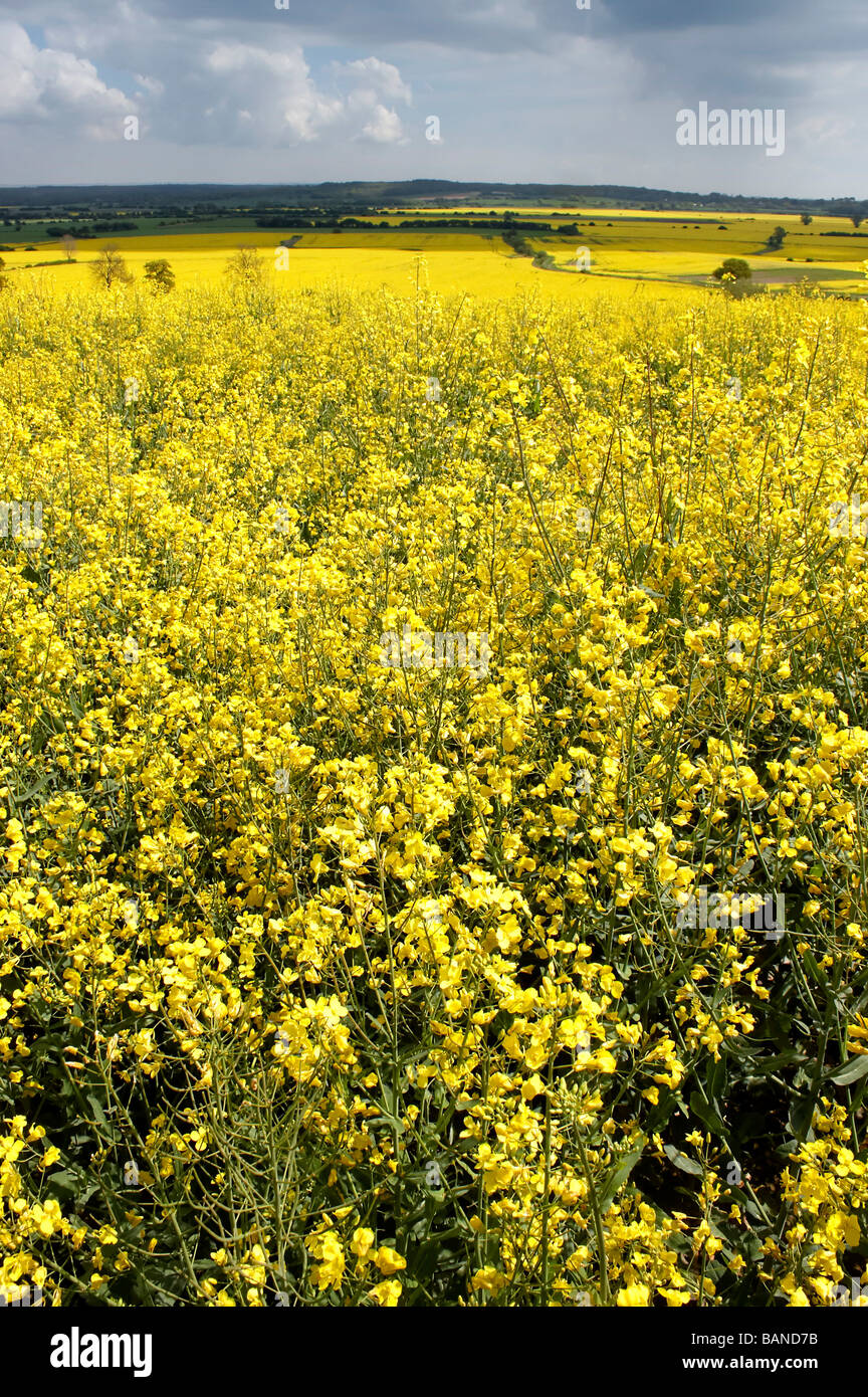 Field of oilseed rape in England Stock Photo - Alamy