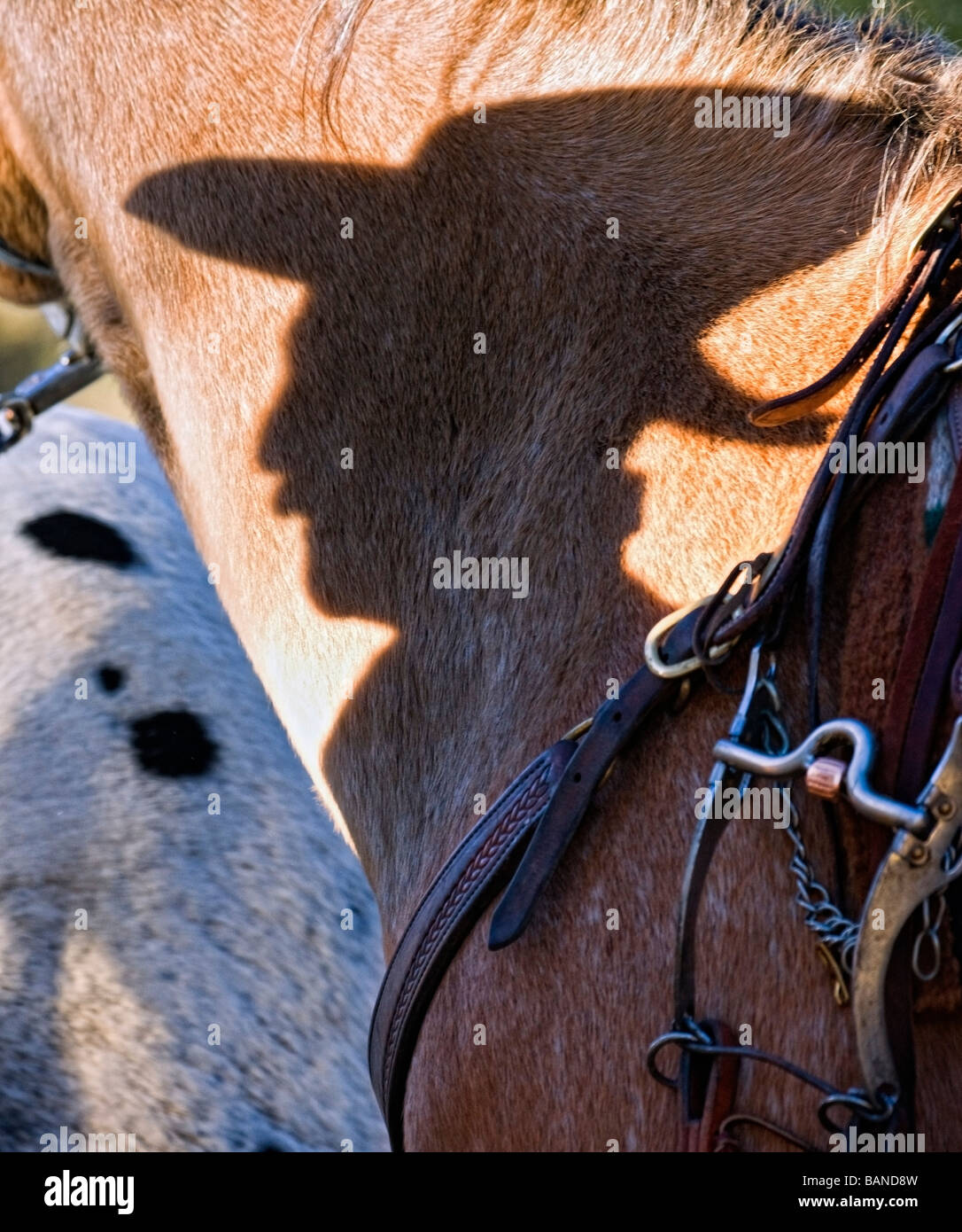 Shadow of a cowboy on a horse Stock Photo