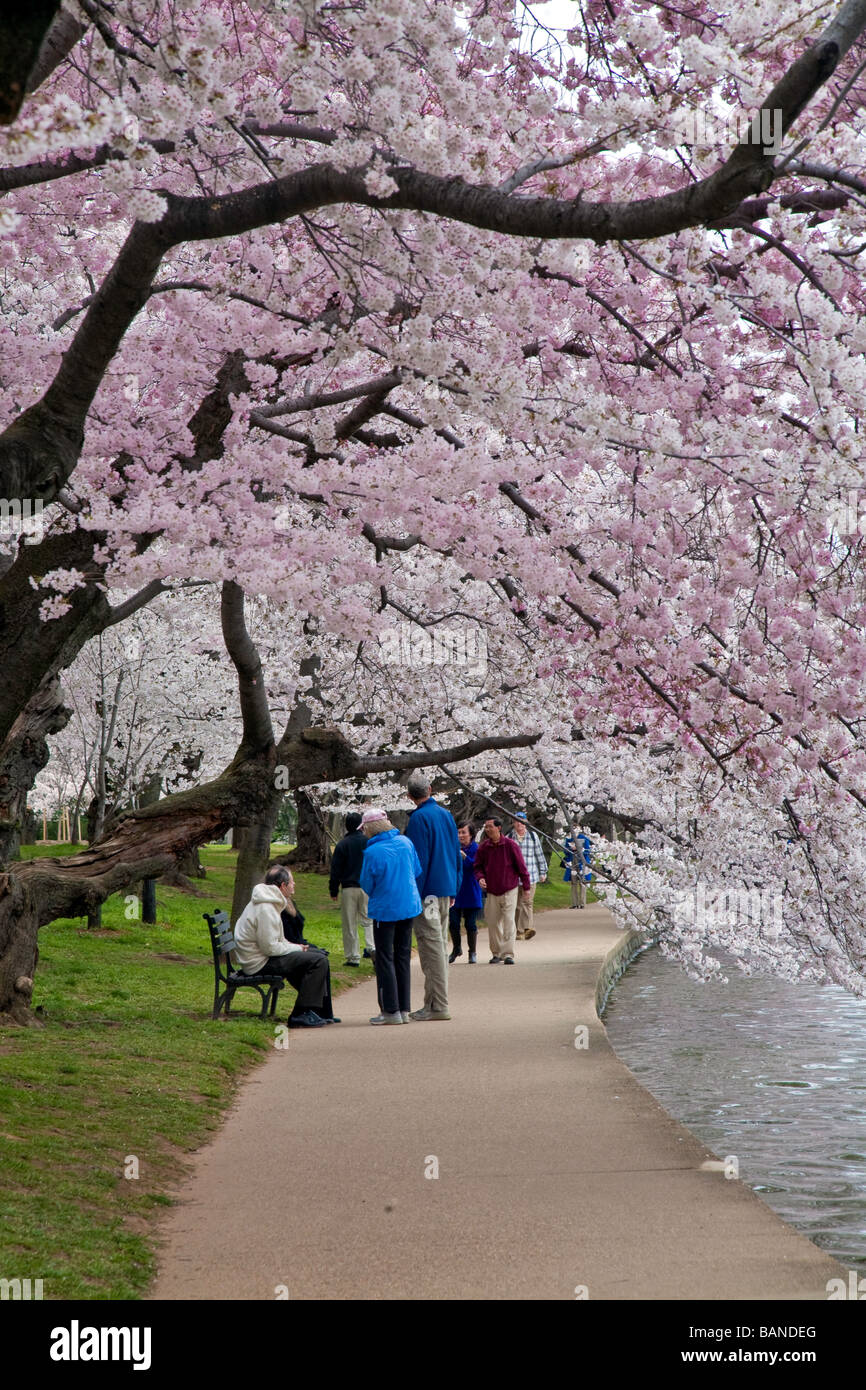 Chery blossom festival hi-res stock photography and images - Alamy