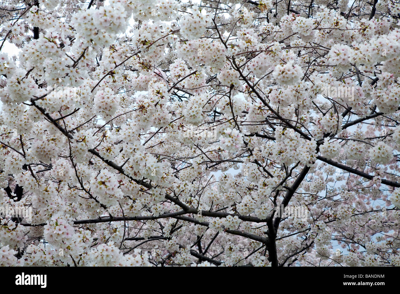 Cherry Blossom Festival in Washington DC Capital USA Stock Photo Alamy