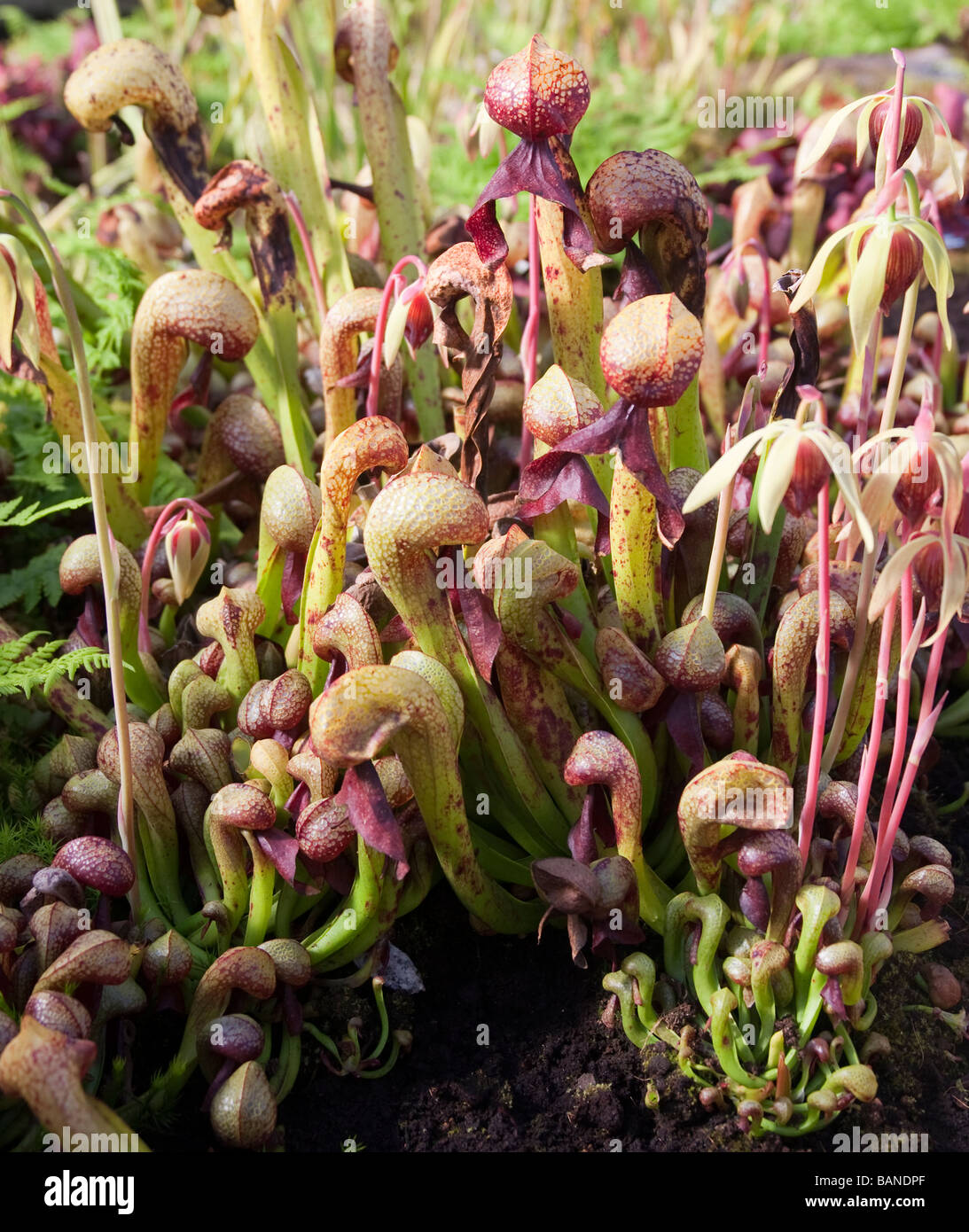 Cobra Plants, Darlingtonia californica Stock Photo