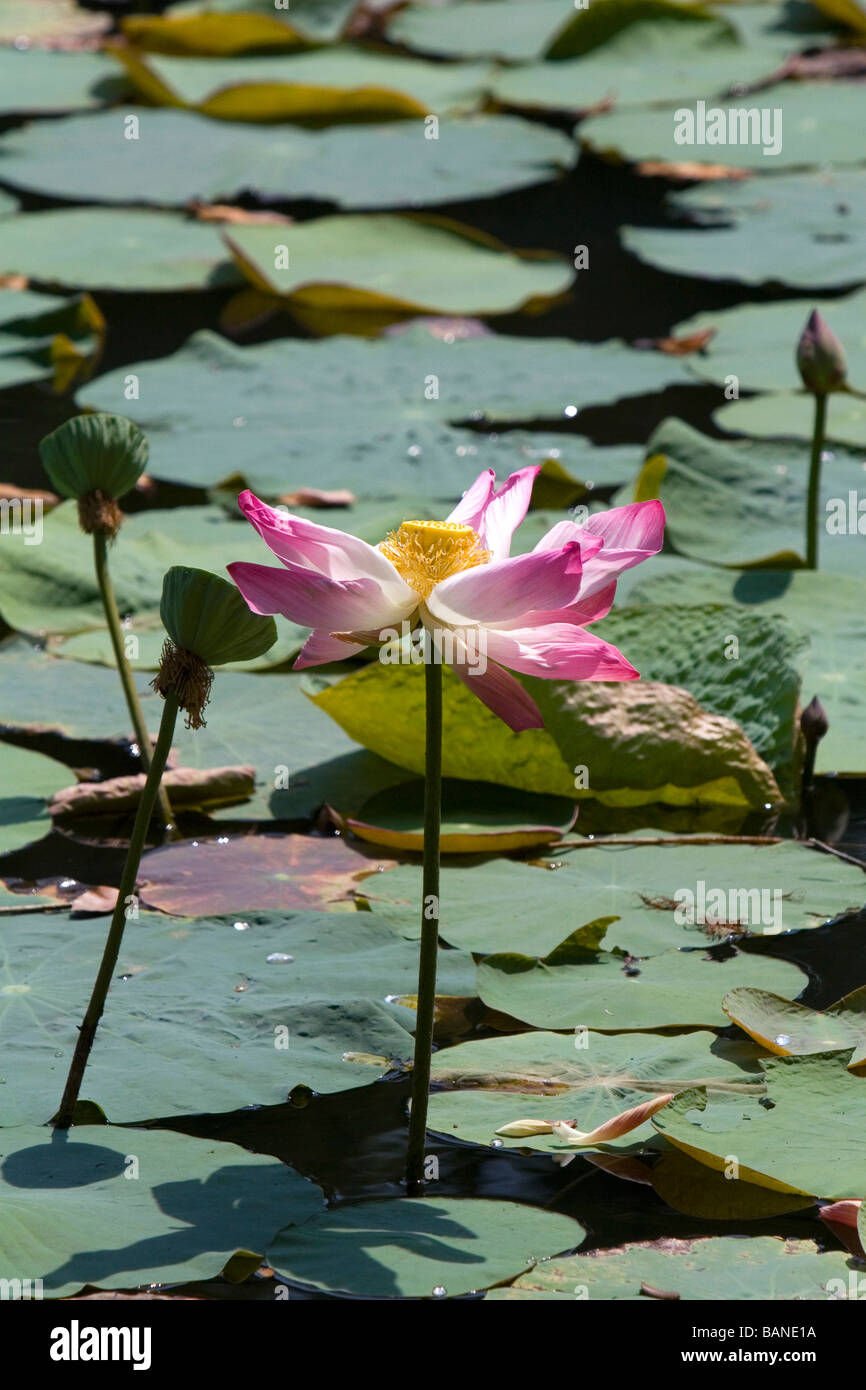 Lotus flowers grow in a water garden at the Saigon Zoo and Botanical
