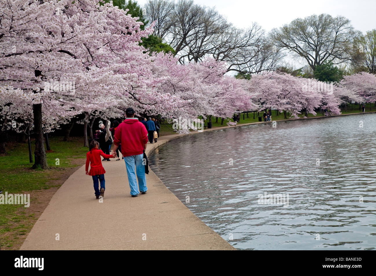 Chery blossom festival hi-res stock photography and images - Alamy