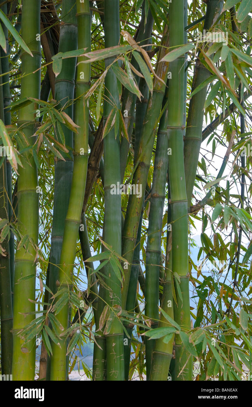 Tall bamboo plants immagini e fotografie stock ad alta risoluzione - Alamy