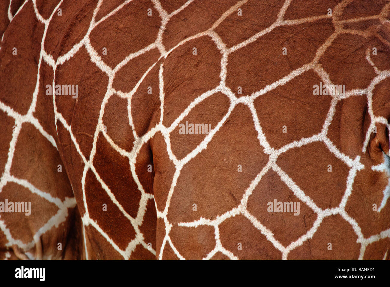 Close up view of the hide and pattern of the reticulated giraffe Stock Photo