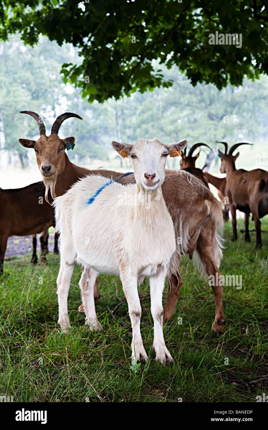 Goat herd sheltering from rain under tree Kalmthoutse Heide nature reserve Kalmthout Belgium Stock Photo
