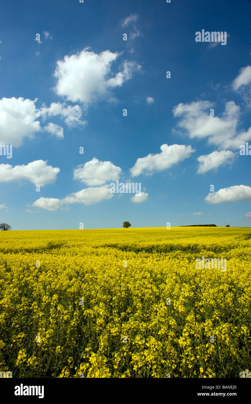 Field of Rape Yellow blue sky white clouds Oil seed rape bio fuel clean ...