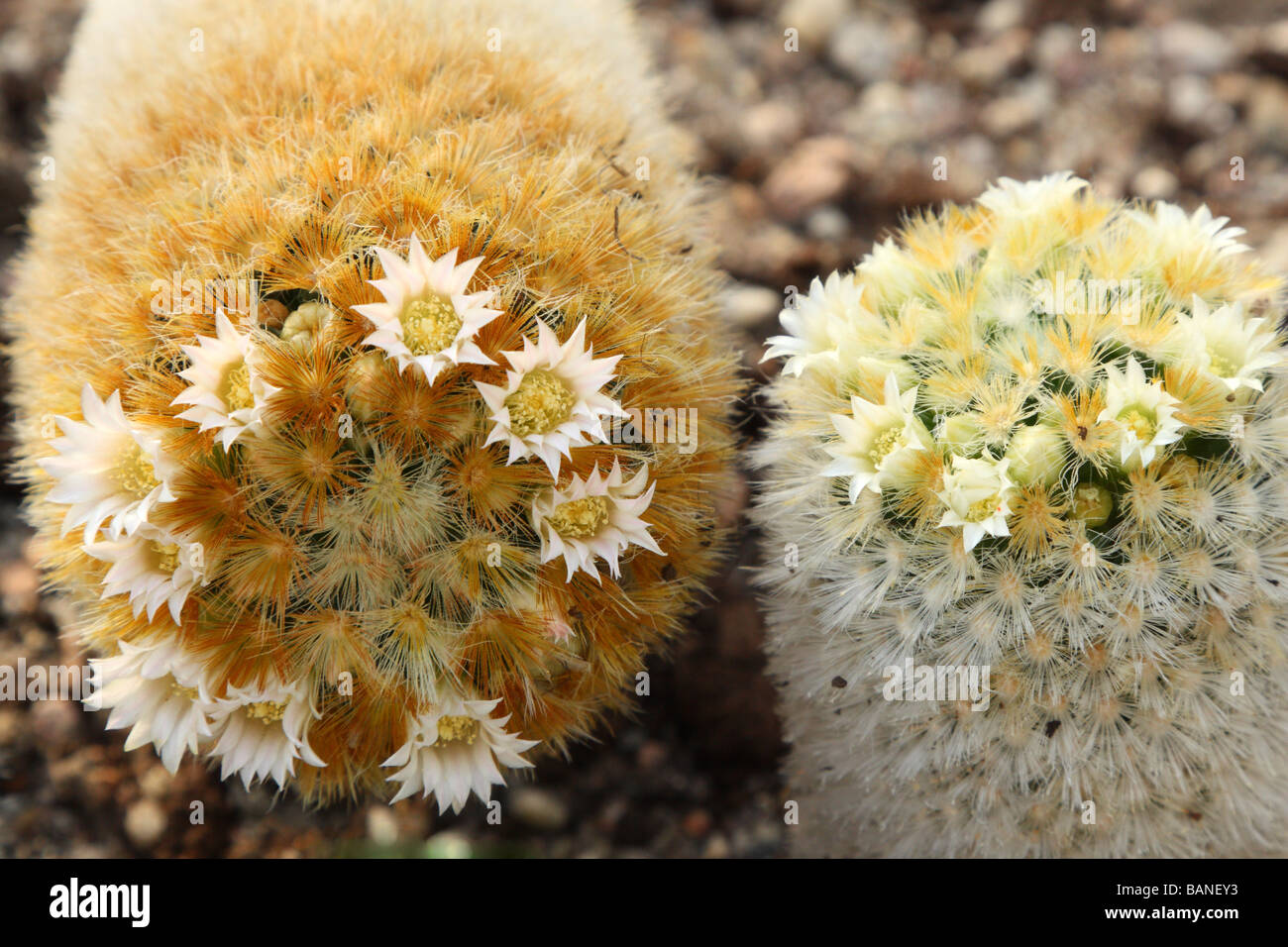 Cactus Mammillaria carmenae flowers blooming Mamilaria Stock Photo
