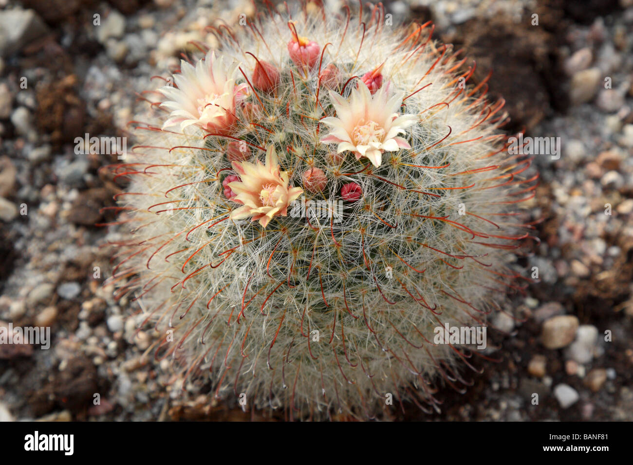 Cactus Mammillaria kunzeana flowers blooming Stock Photo