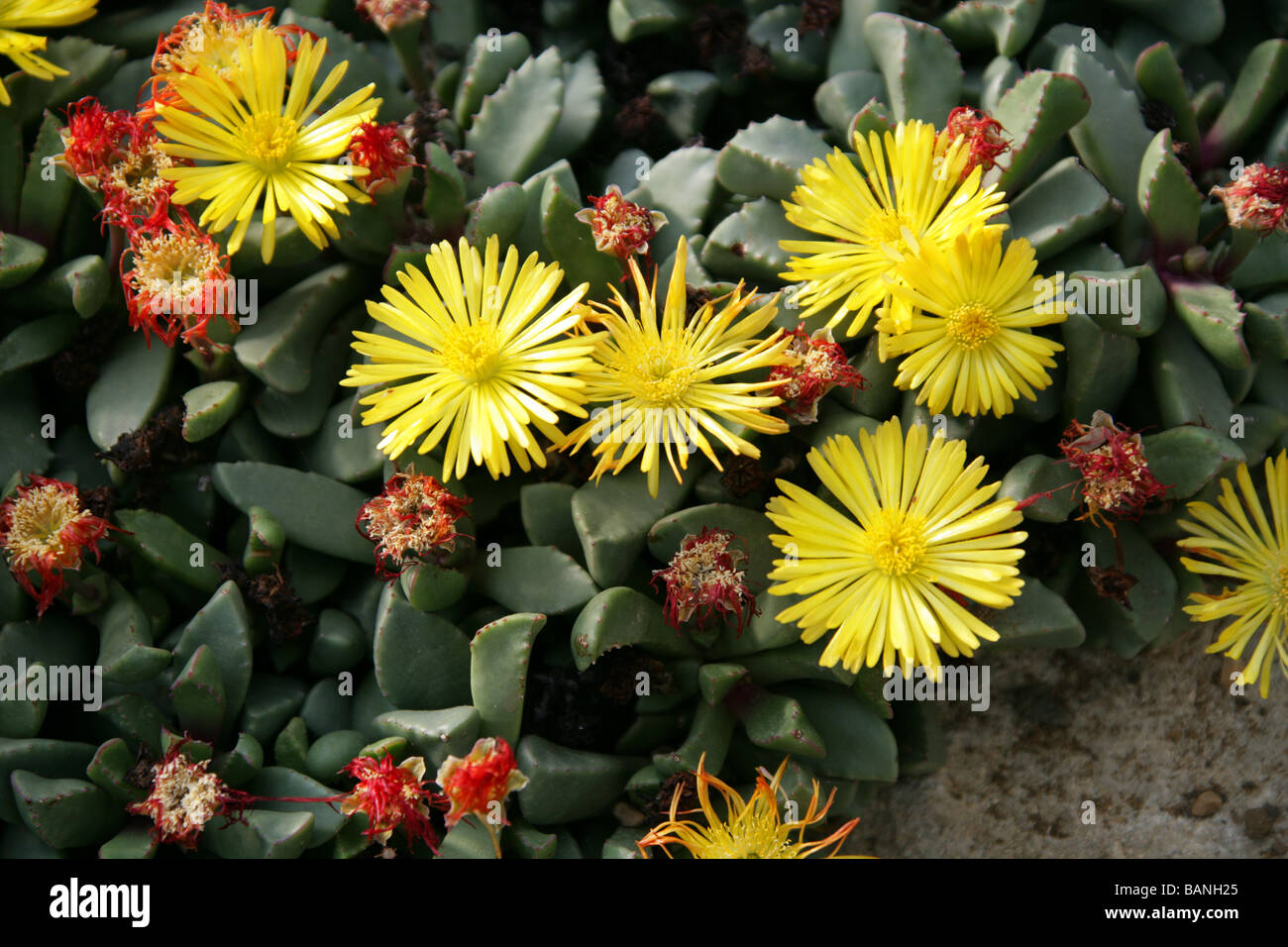Stone Plants or Carpet Weeds Bijlia tugwelliae Aizoaceae Cape Province South Africa Stock Photo