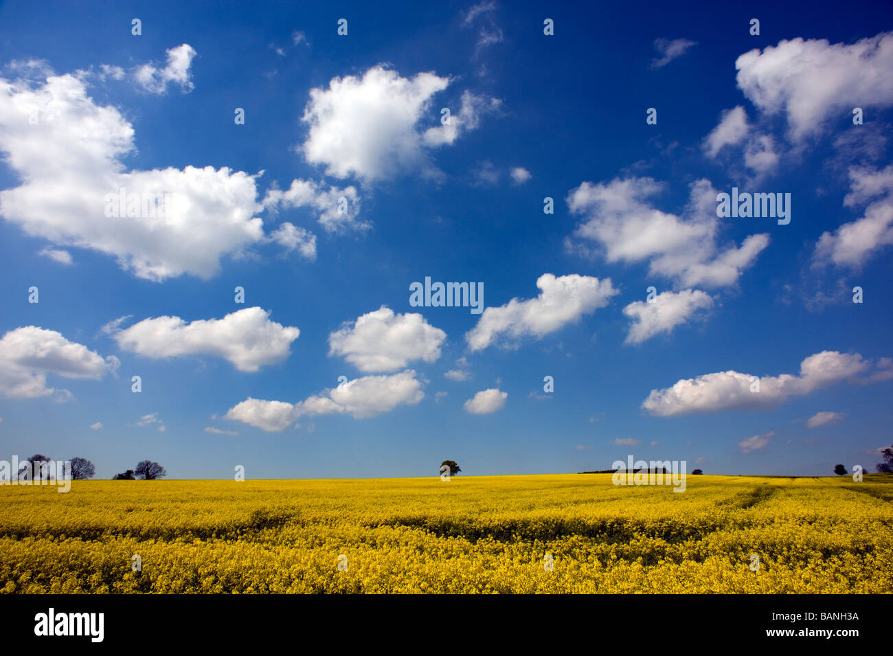 Field of Rape Yellow blue sky white clouds Oil seed rape bio fuel clean ...