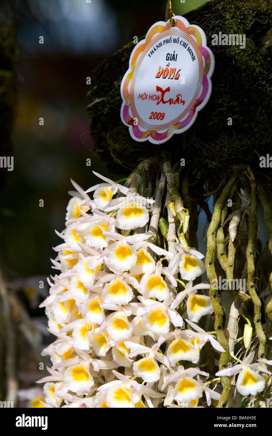 Orchid flowers on display at the Nguyen Hue Boulevard Flower Show in Ho Chi Minh City Vietnam Stock Photo