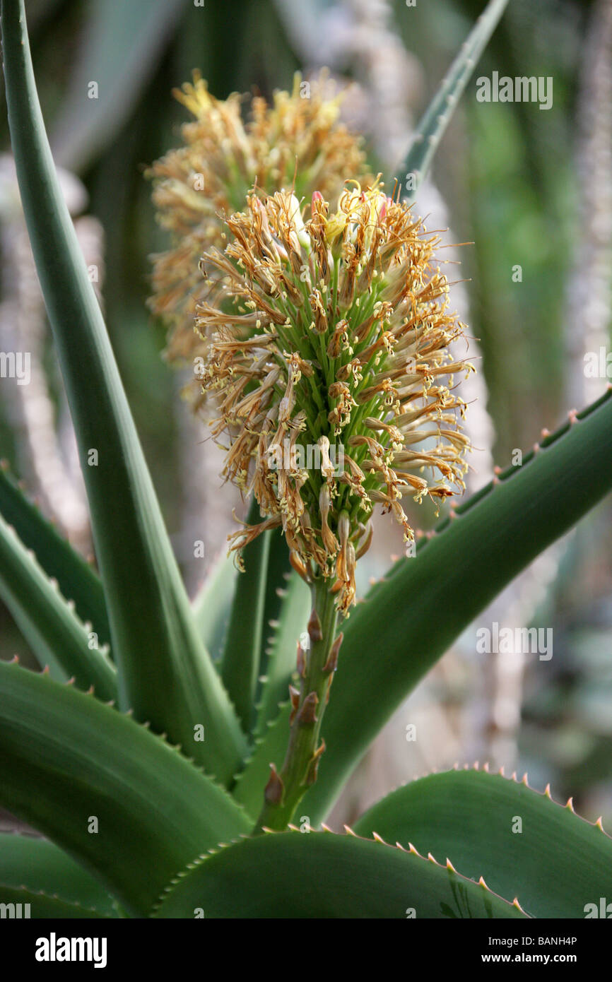 'Vaombe' Aloe helenae, Asphodelaceae, Madagasca Africa Stock Photo