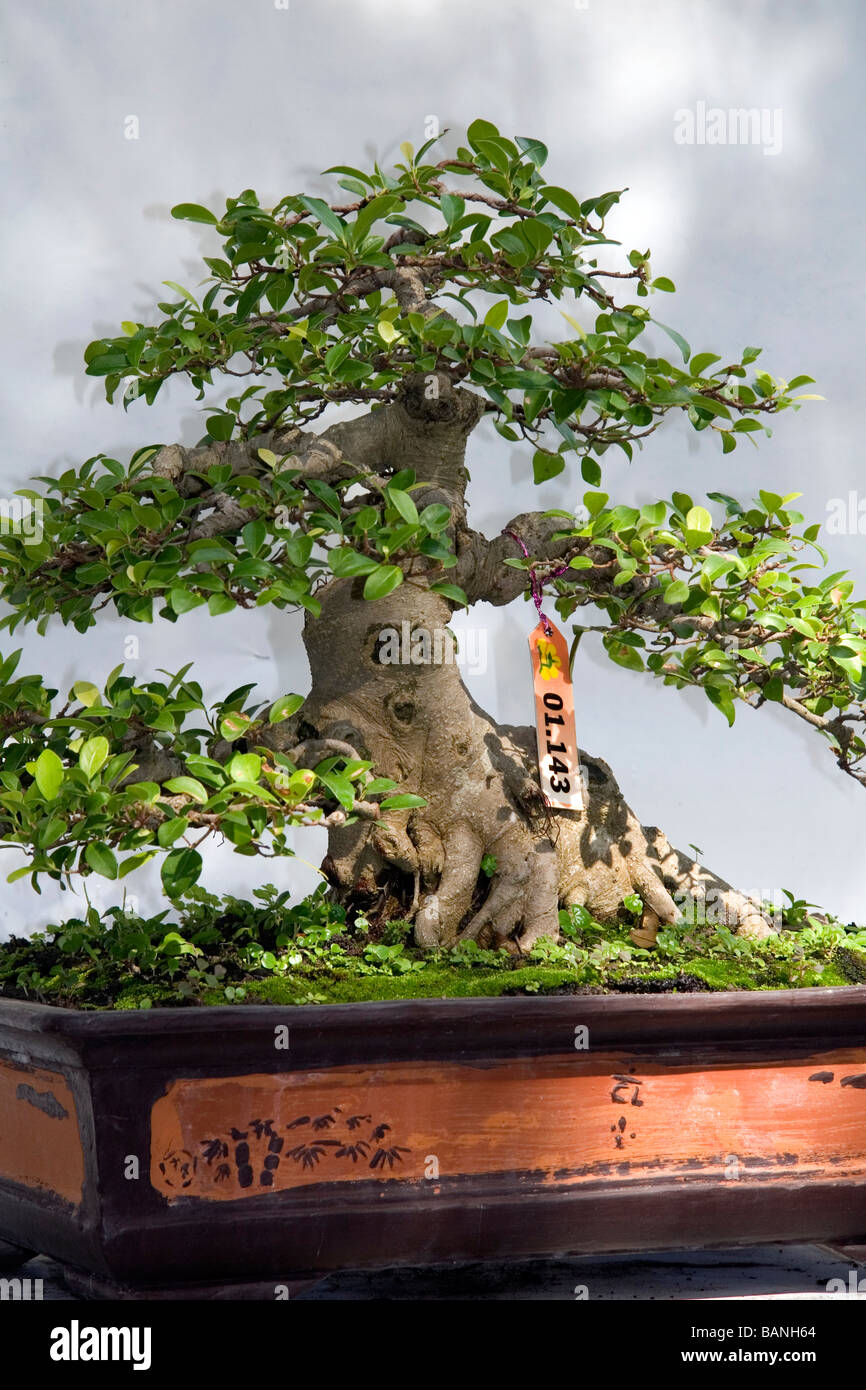 Bonsai trees on display at the Nguyen Hue Boulevard Flower Show in Ho Chi Minh City Vietnam Stock Photo