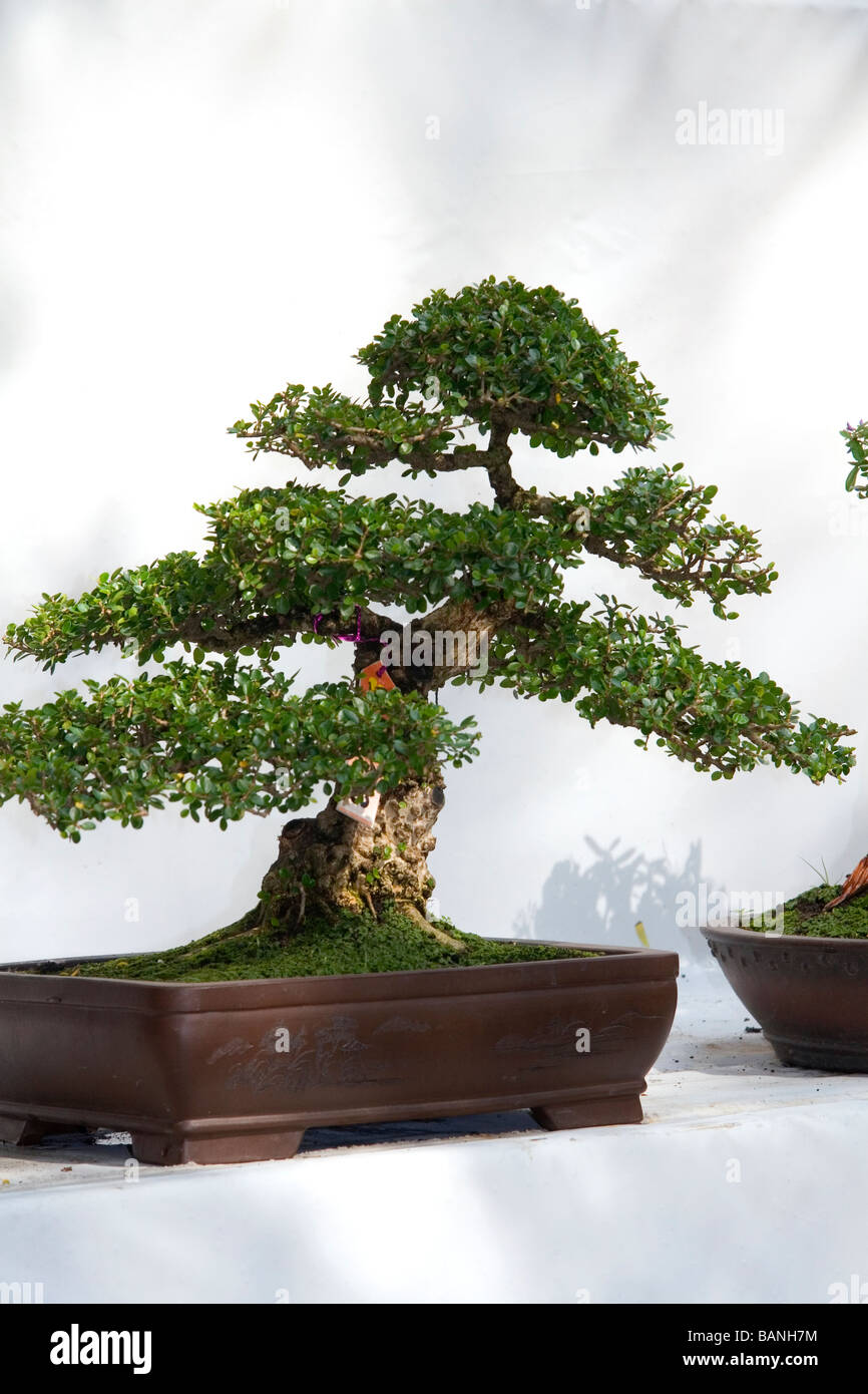Bonsai trees on display at the Nguyen Hue Boulevard Flower Show in Ho Chi Minh City Vietnam Stock Photo
