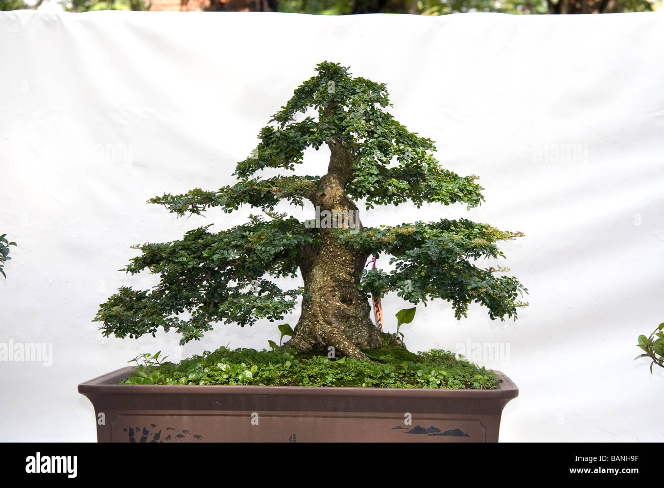 Bonsai trees on display at the Nguyen Hue Boulevard Flower Show in Ho Chi Minh City Vietnam Stock Photo