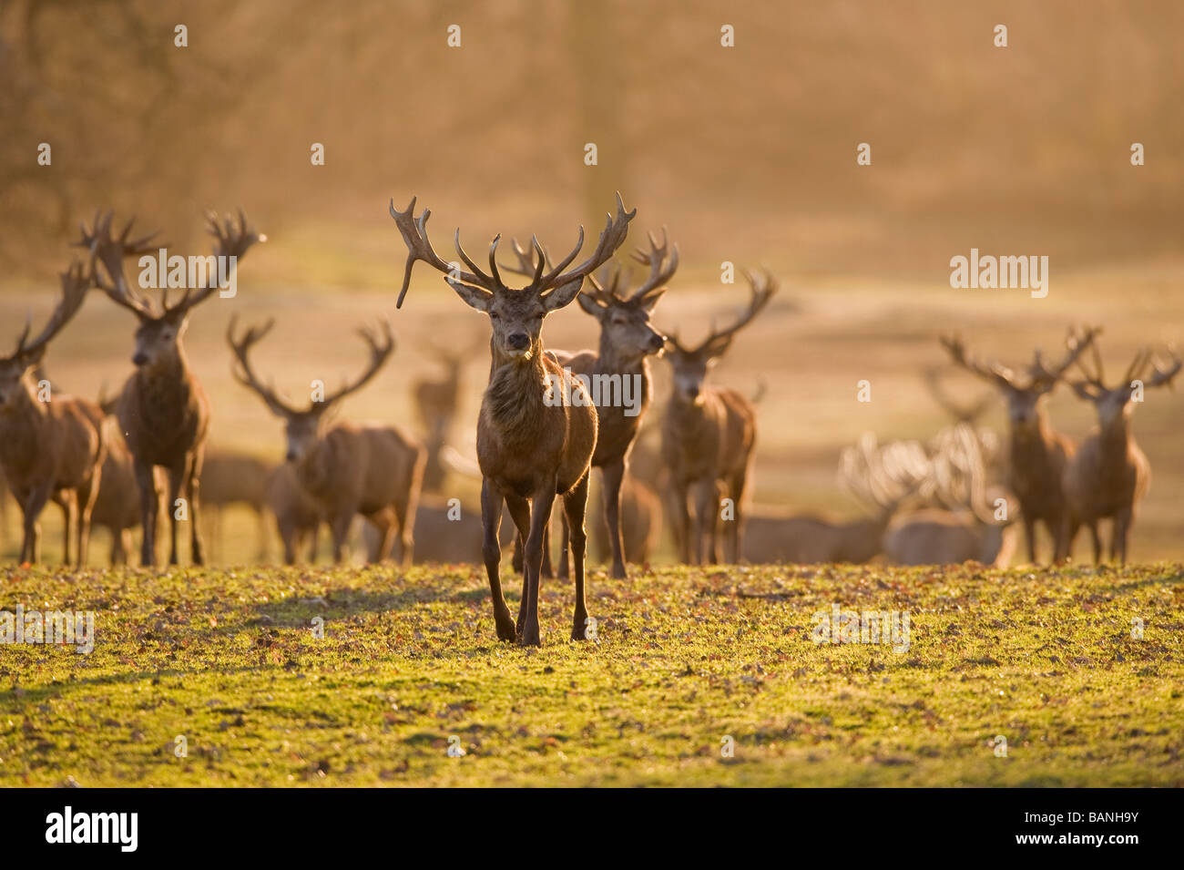 Deer herd in the morning light Stock Photo