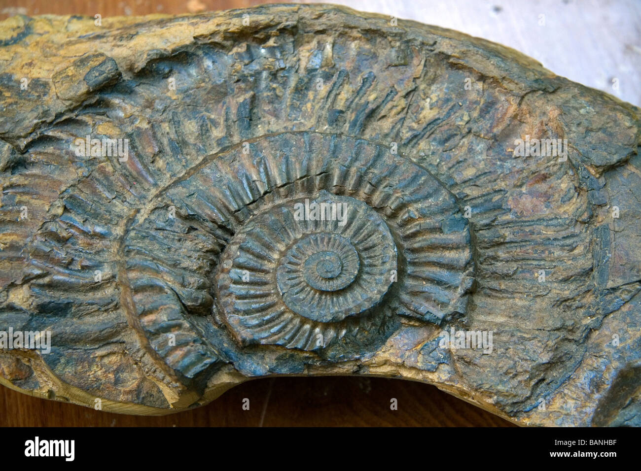 Asteroceras fossil on display at the Nguyen Hue Boulevard Flower Show in Ho Chi Minh City Vietnam Stock Photo