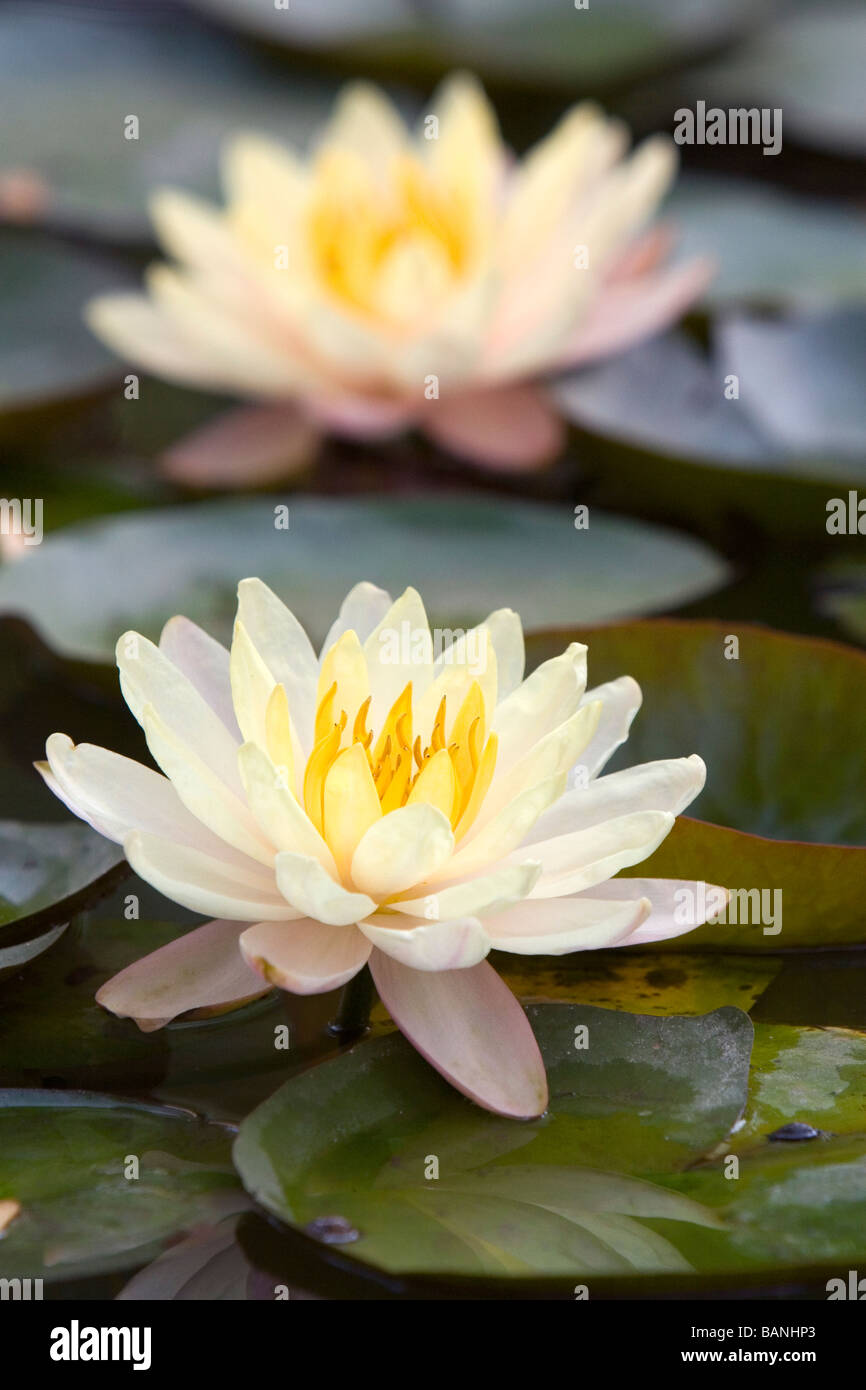 Water lily flowers on display at the Nguyen Hue Boulevard Flower Show in Ho Chi Minh City Vietnam Stock Photo