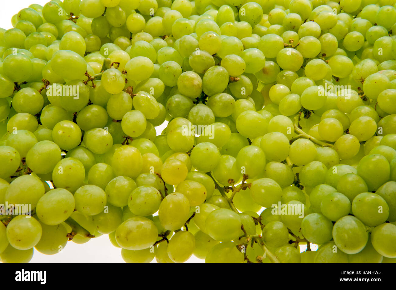 quality seedless table grape food fruit tasty taste healthy health green yellow sweet fresh part of a balanced diet 5 a day  stu Stock Photo