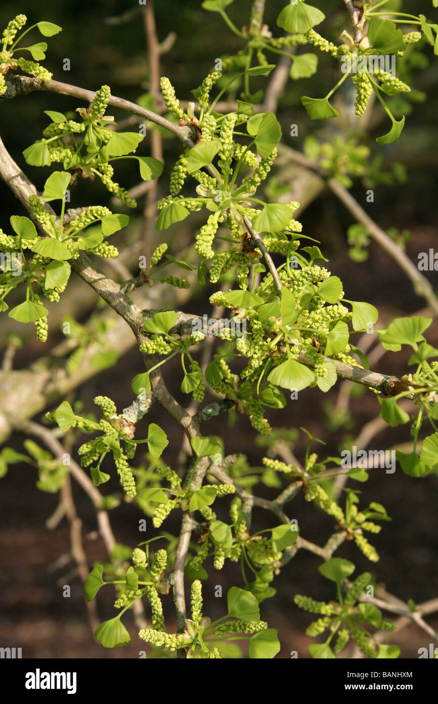 Flower Catkins of the Maidenhair Tree, Ginkgo biloba, Ginkgoaceae, South East China. Male Tree. Stock Photo