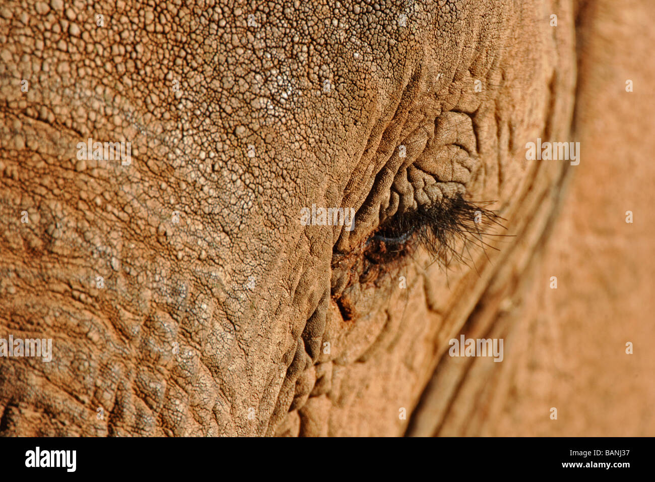 Close up view of head of African elephant Stock Photo