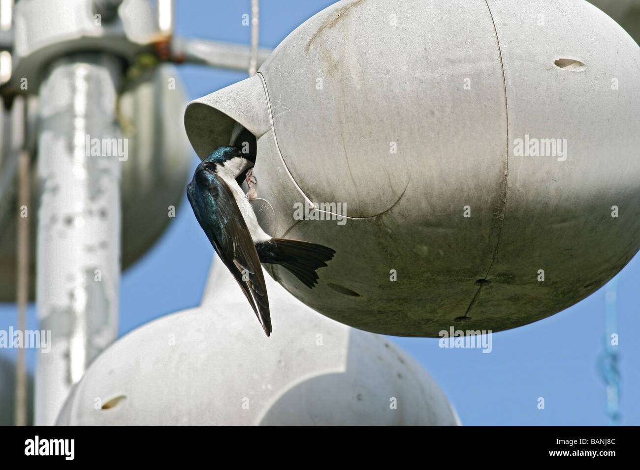 Tree swallow house hires stock photography and images Alamy