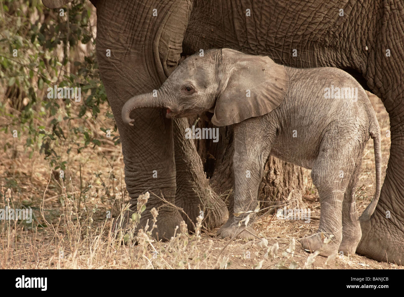 New born elephant calf with mother, baby is approximately only a few hours old, Lake Manyara National Park, Tanzania. Stock Photo