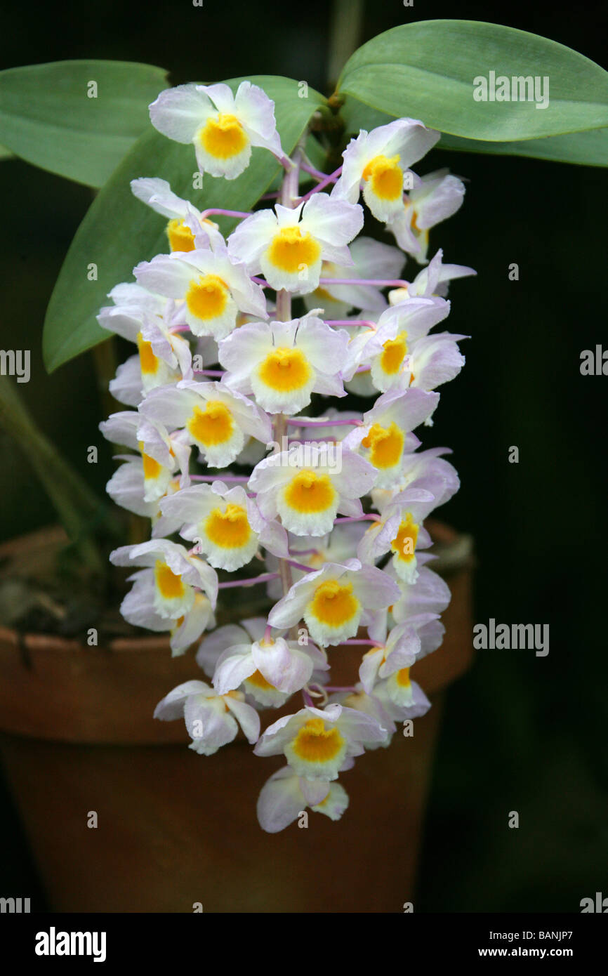 Pine Cone-Like Raceme Dendrobium, Dendrobium thyrsiflorum, Orchidaceae. Himalayas, China, Thailand, Burma, Tropical Asia. Orchid, Stock Photo