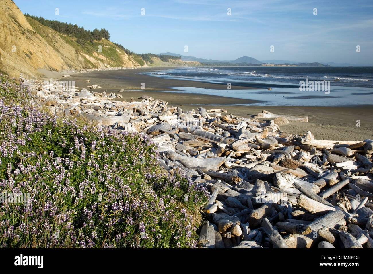 Driftwood on beach Cape Blanco State Park near Port Orford, Oregon Stock Photo Alamy