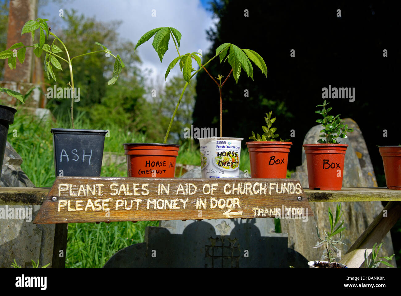 pot plants for sale Stock Photo Alamy