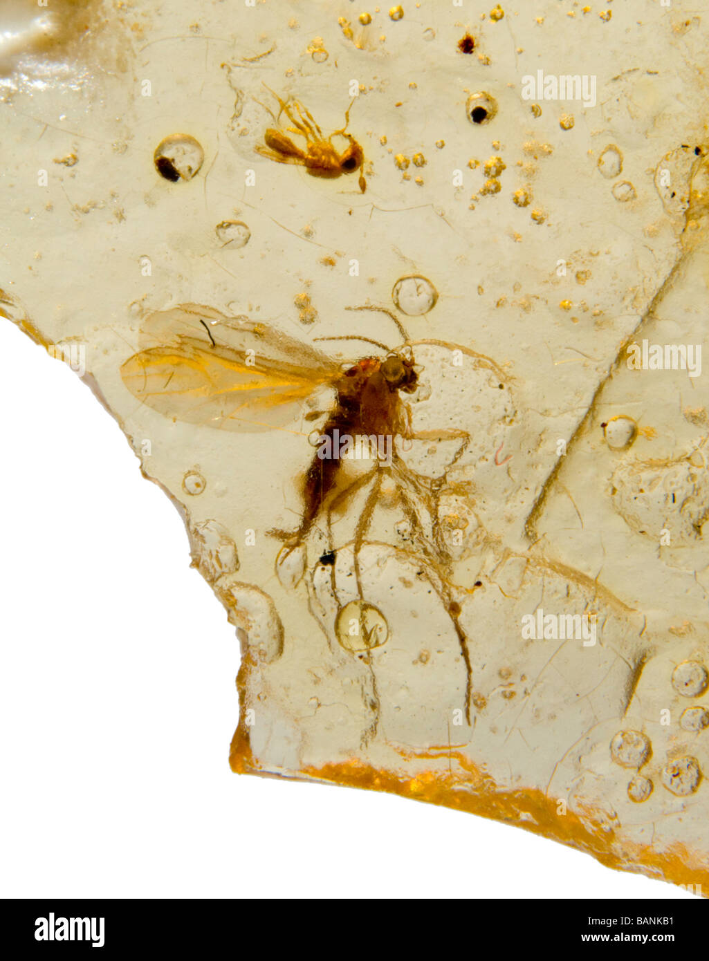 Insects trapped in Madagascar Copal (young amber - 10,000 to 100,000 years old) Stock Photo