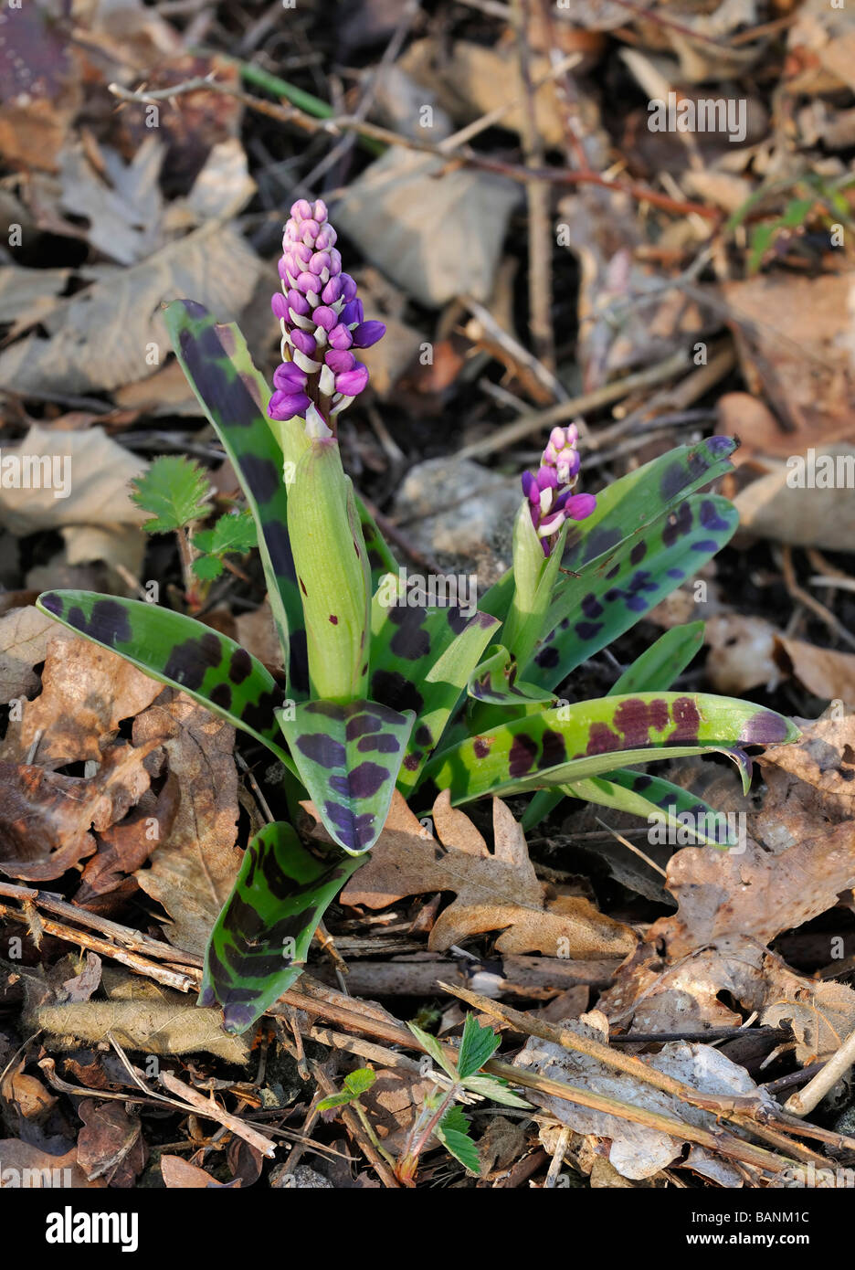 Early Purple Orchids Orchis mascula In leaf litter showing heavily spotted leaves Stock Photo