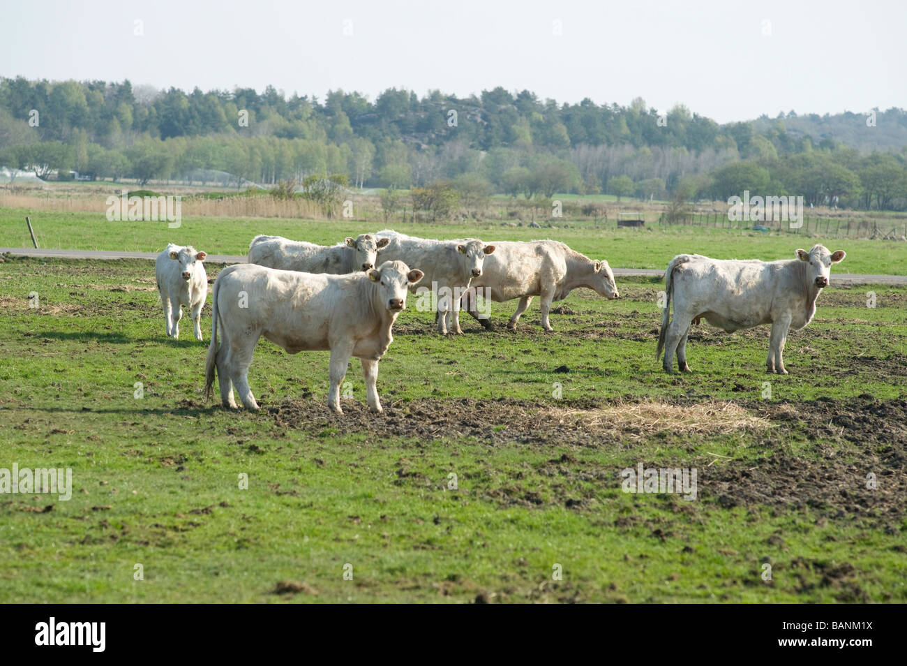 Herd of white cows, Sweden Stock Photo
