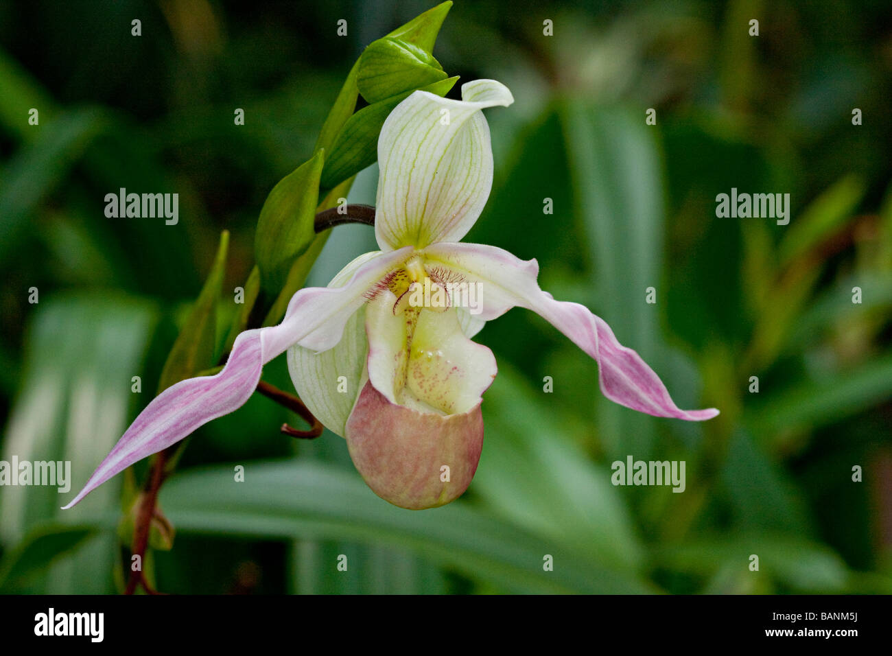 A Picture Of A Slipper Orchid Phragmipedium X Sedenii Candidulum Stock Photo Alamy