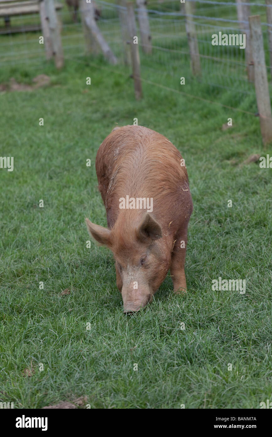 Pig in a field Stock Photo