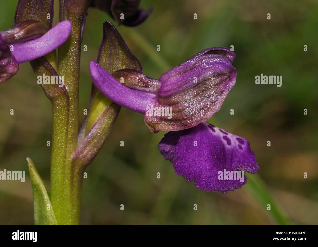 green-winged-orchid-anacamptis-morio-close-up-of-dark-purple-flower
