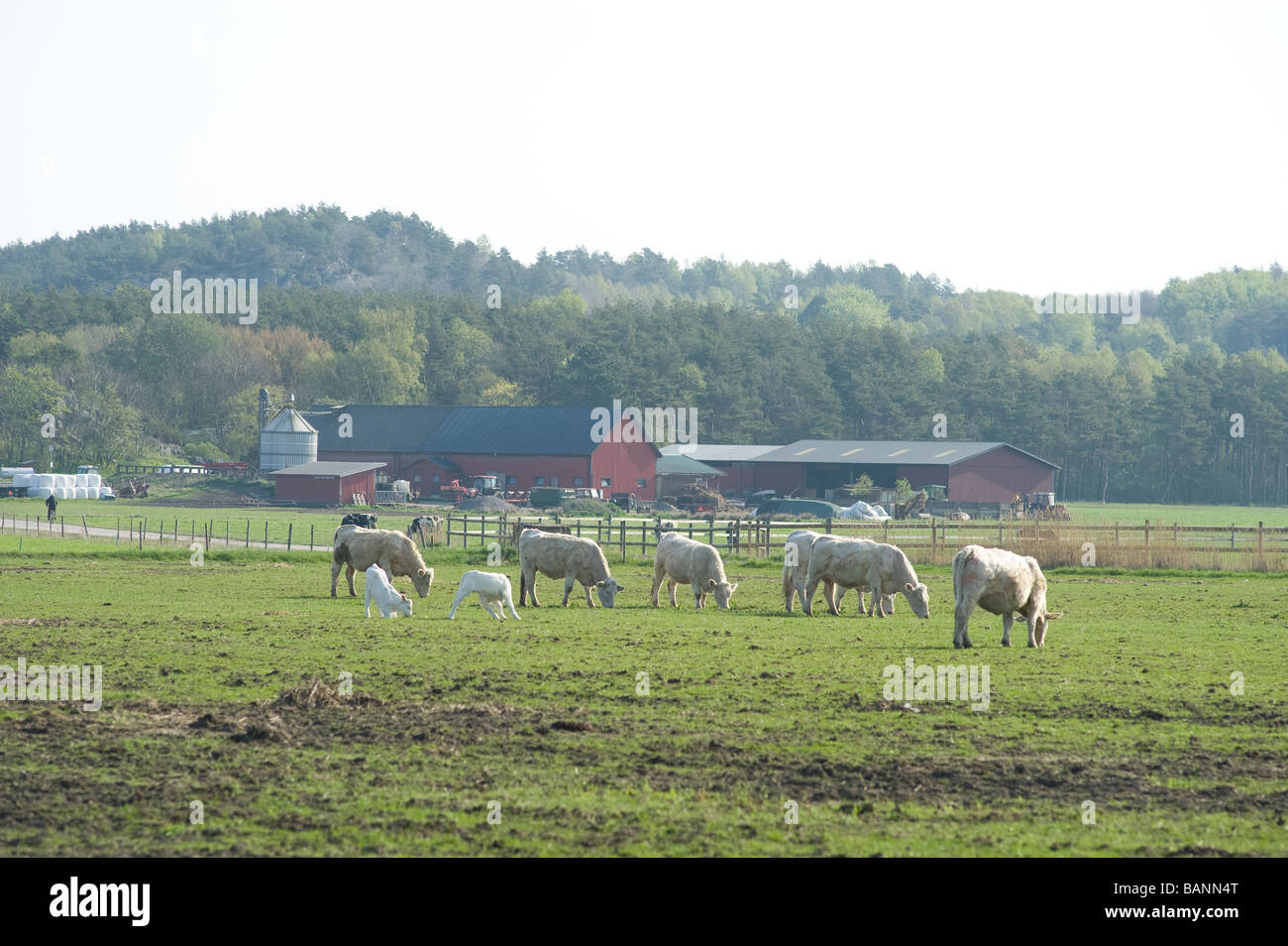 Herd of white cows, Sweden Stock Photo