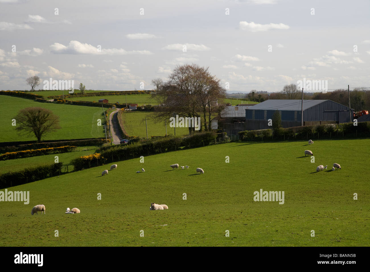 sheep in a field on a farm in the rural countryside of county tyrone northern ireland uk Stock Photo