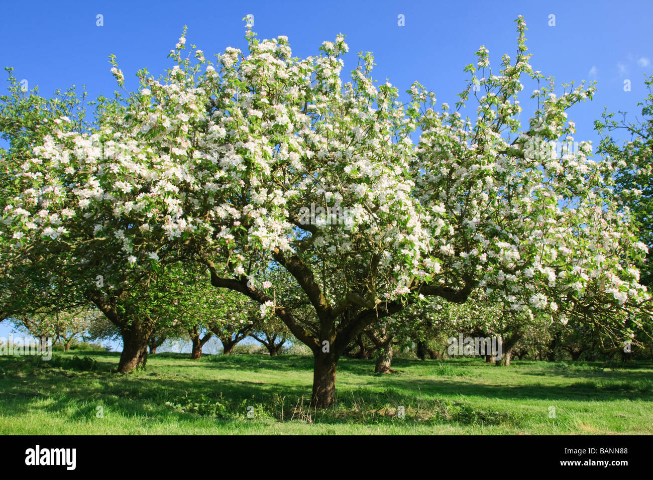 Old Apple Tree Orchard