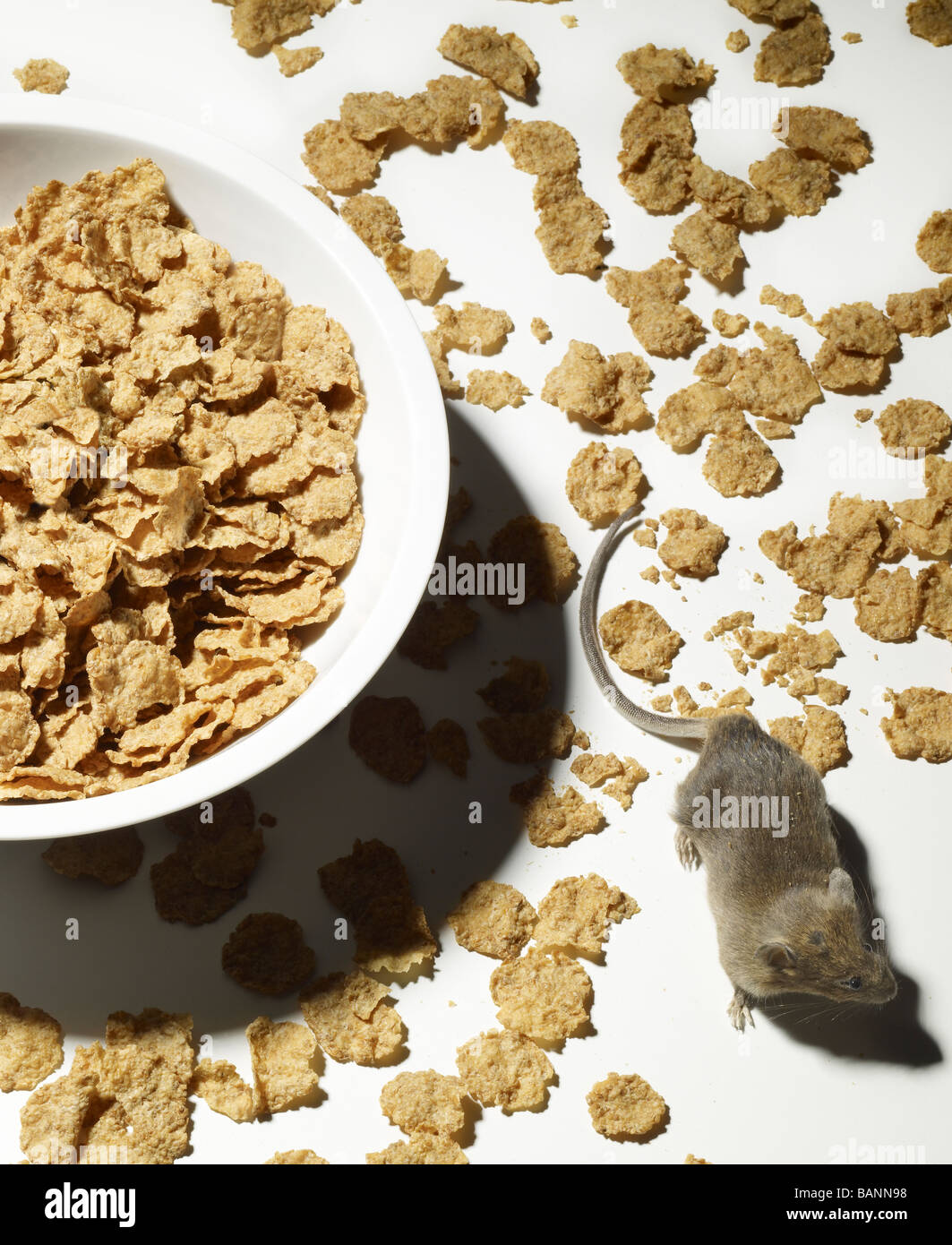 mouse crawling through spilled cereal with bowl on white background