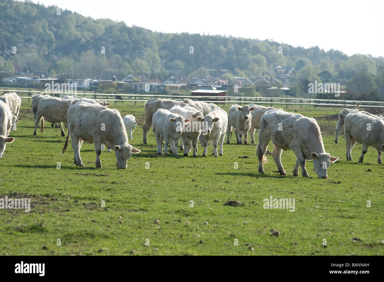 white cows, sweden Stock Photo