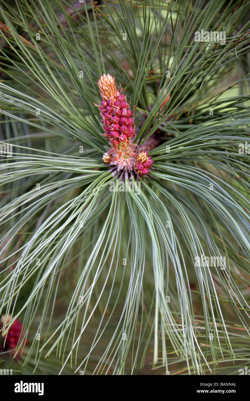 Arizona Pine, Pinus arizonica, Pinaceae, Mexico and South West USA, North America Stock Photo