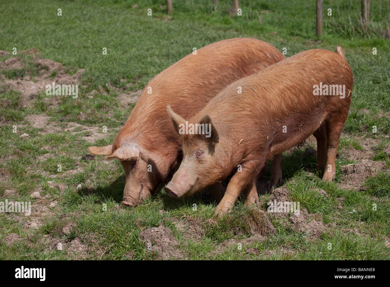 Two pigs in a field Stock Photo